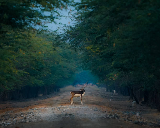 photo of Blackbuck National Park landscape